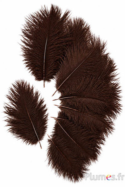 Struisvogel Bellies -8-13 cm - koffie